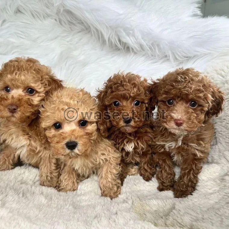 Toy poodle puppies  0